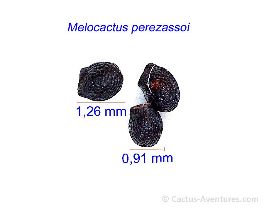 Melocactus perezassoi JM